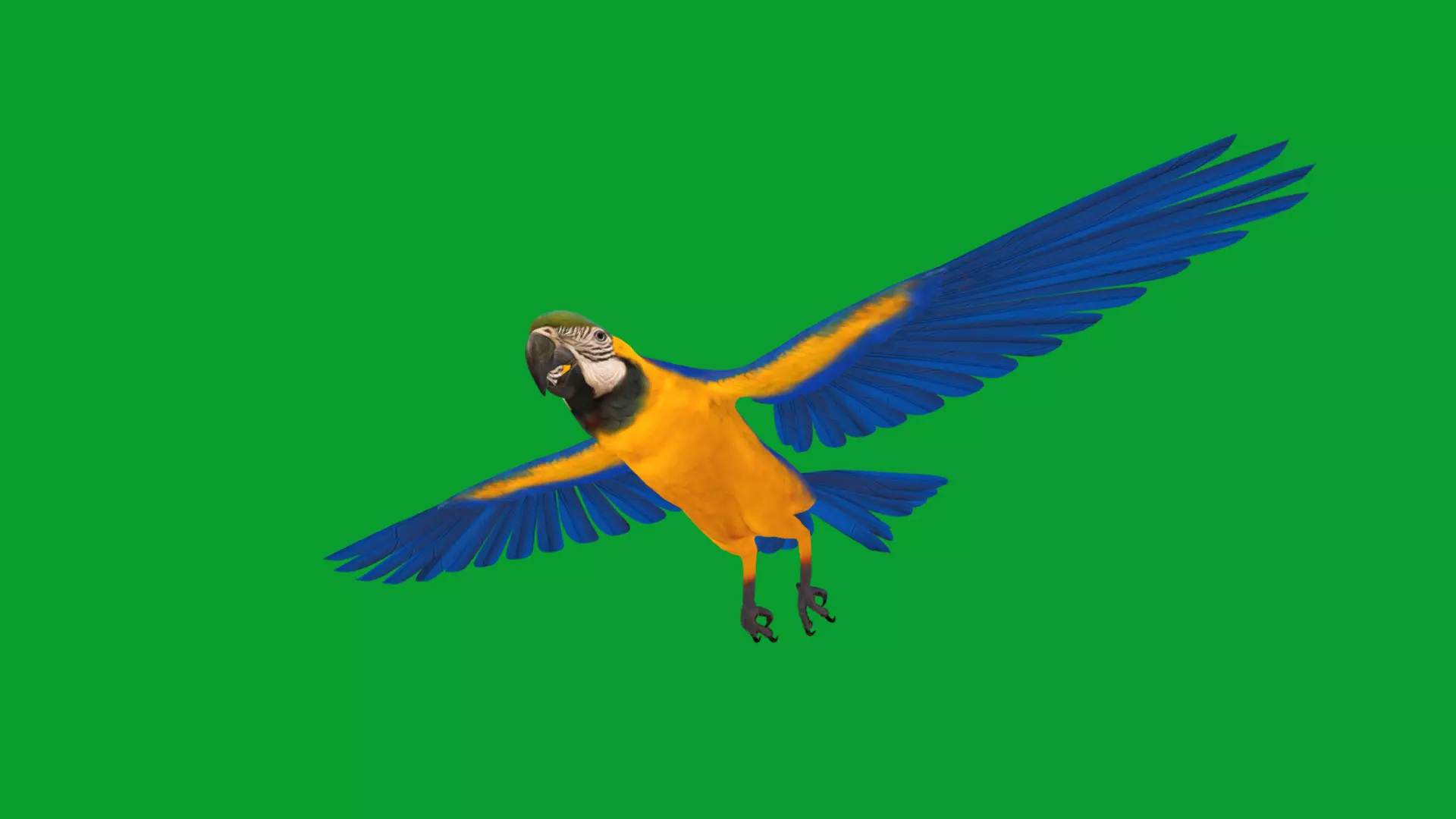 Macaw Ara Parrot Bird Low-poly 3D model_23
