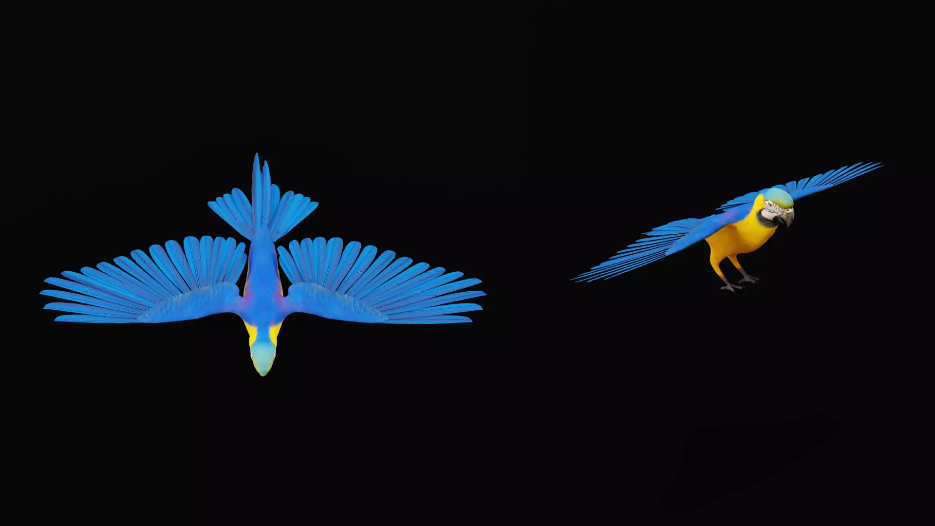 Macaw Ara Parrot Bird Low-poly 3D model_6