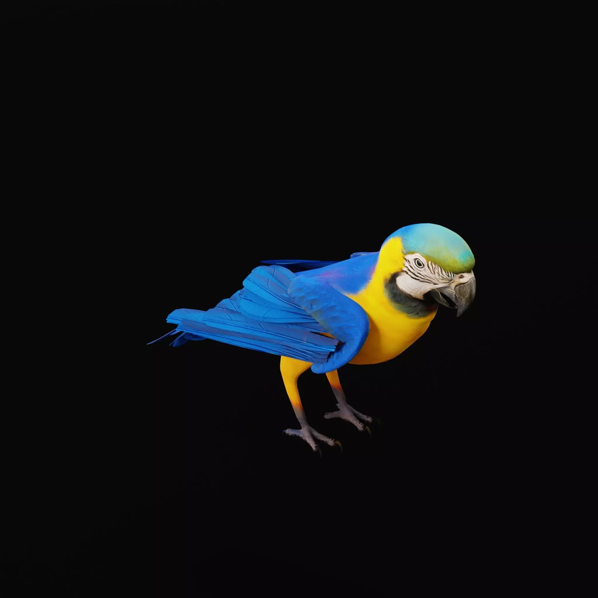 Macaw Ara Parrot Bird Low-poly 3D model_40