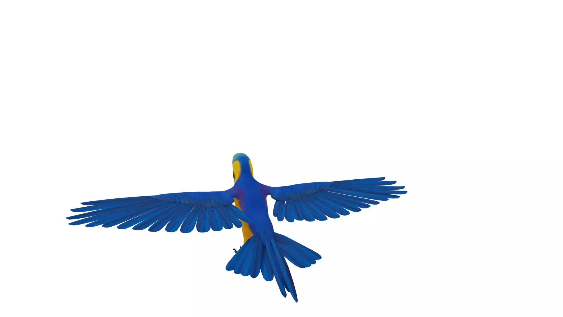 Macaw Ara Parrot Bird Low-poly 3D model_36