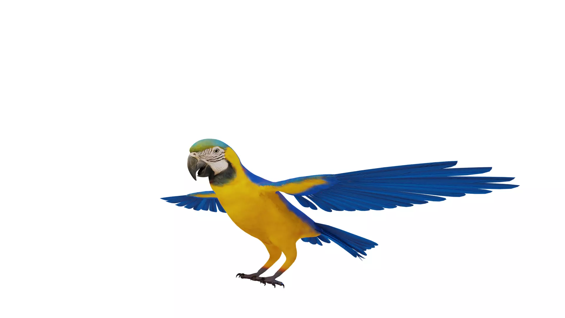 Macaw Ara Parrot Bird Low-poly 3D model_35