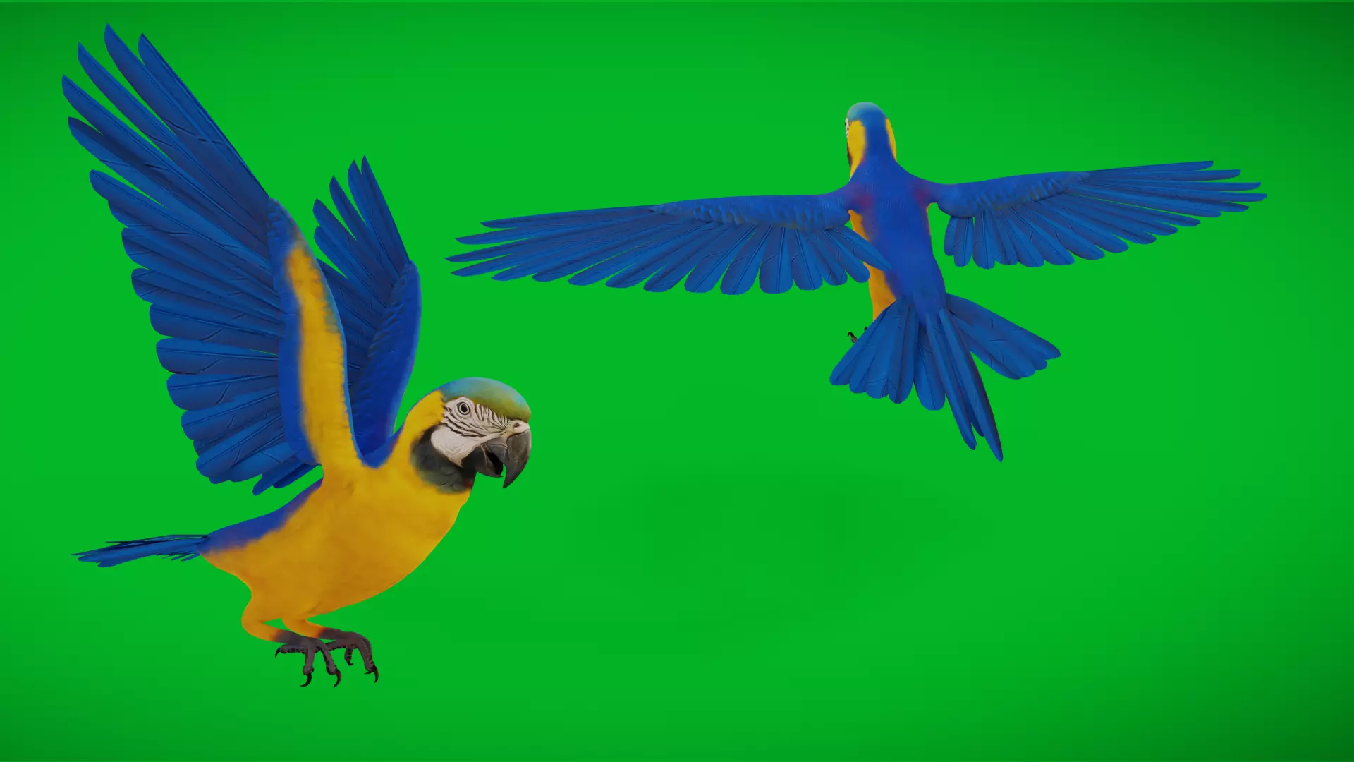 Macaw Ara Parrot Bird Low-poly 3D model_4