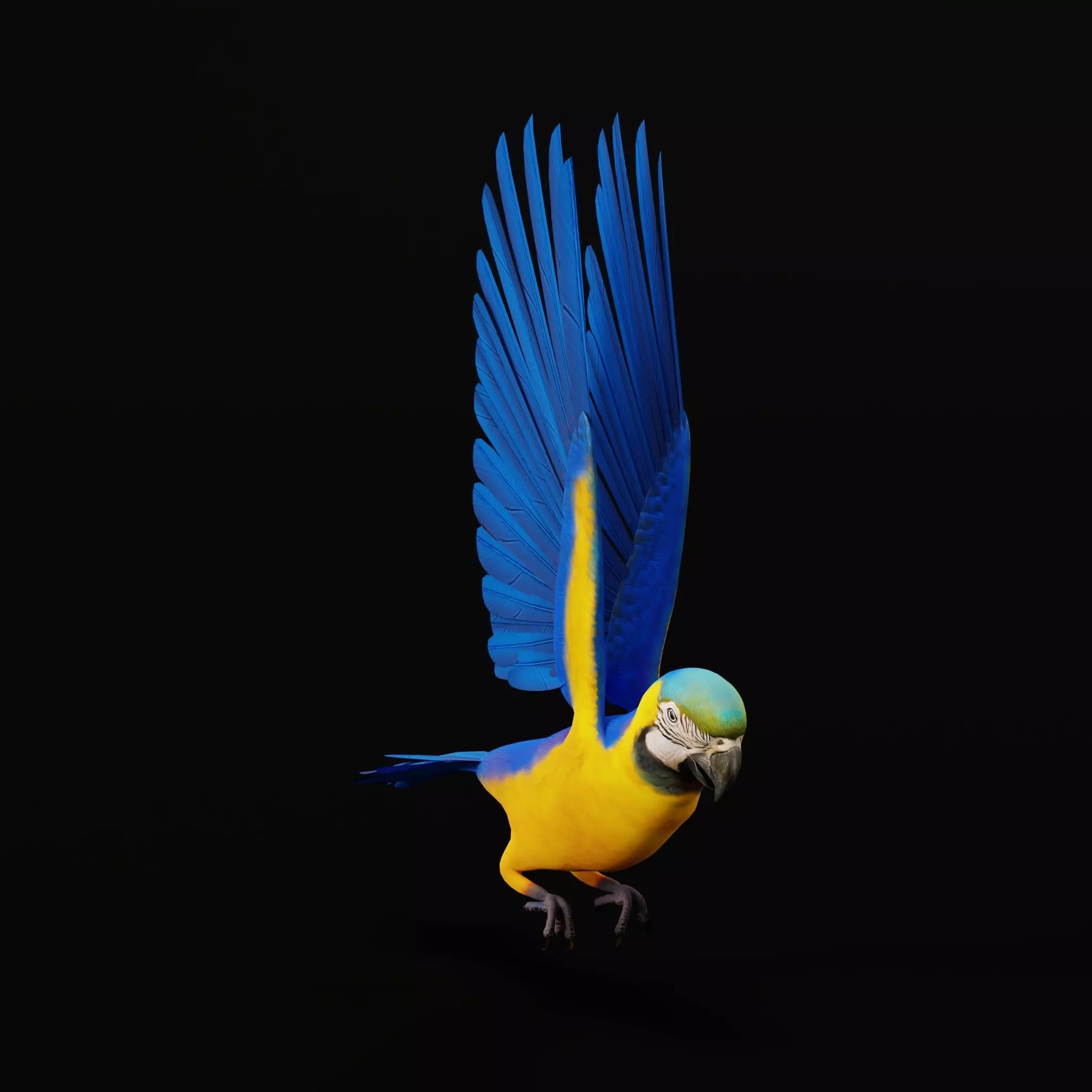 Macaw Ara Parrot Bird Low-poly 3D model_46