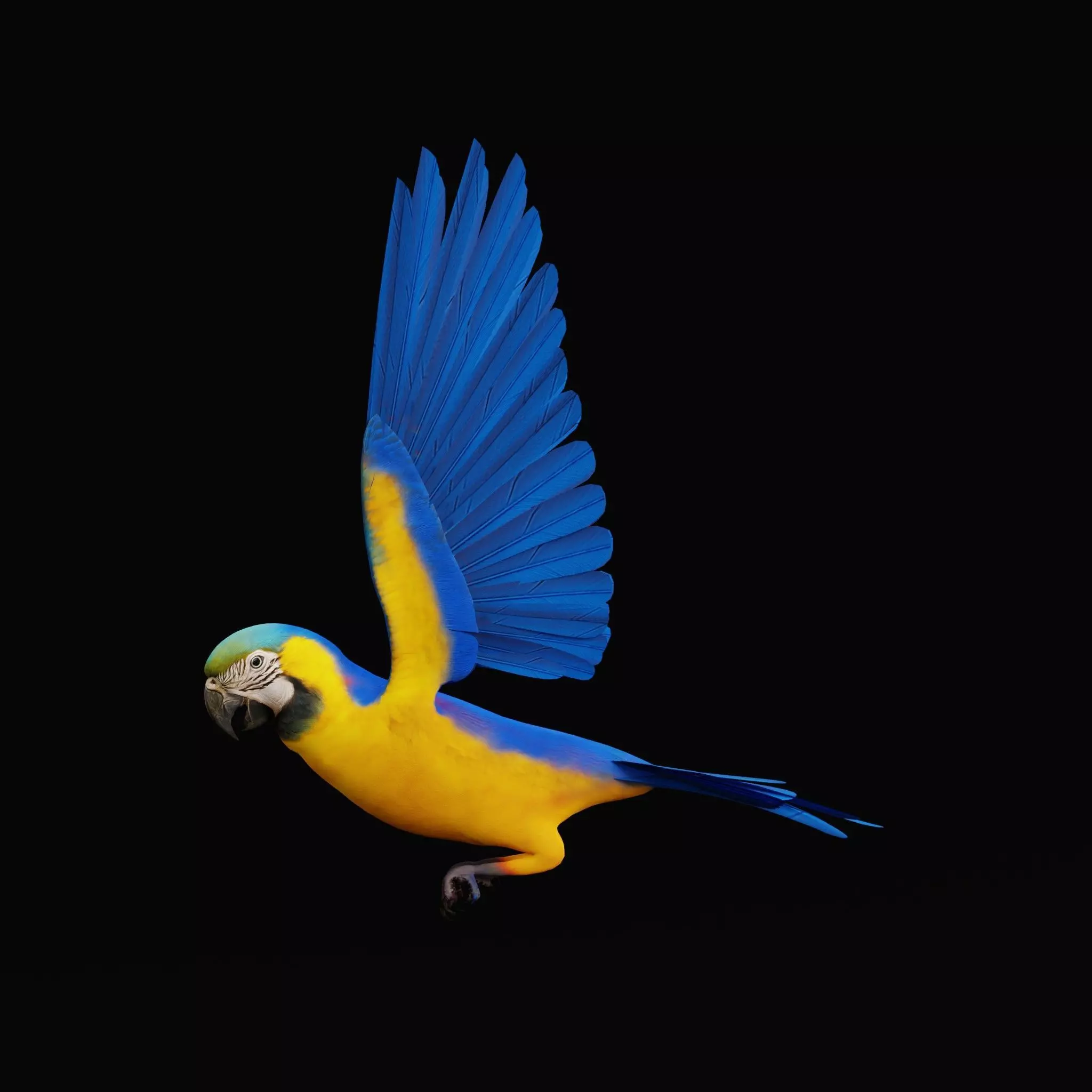 Macaw Ara Parrot Bird Low-poly 3D model_44