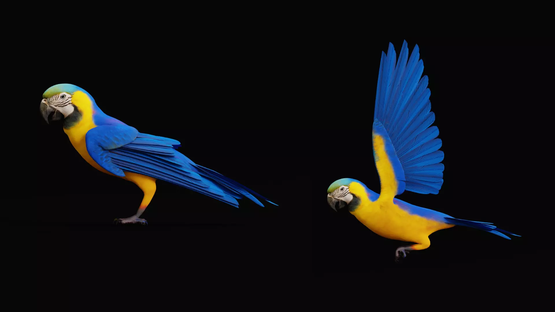 Macaw Ara Parrot Bird Low-poly 3D model_26