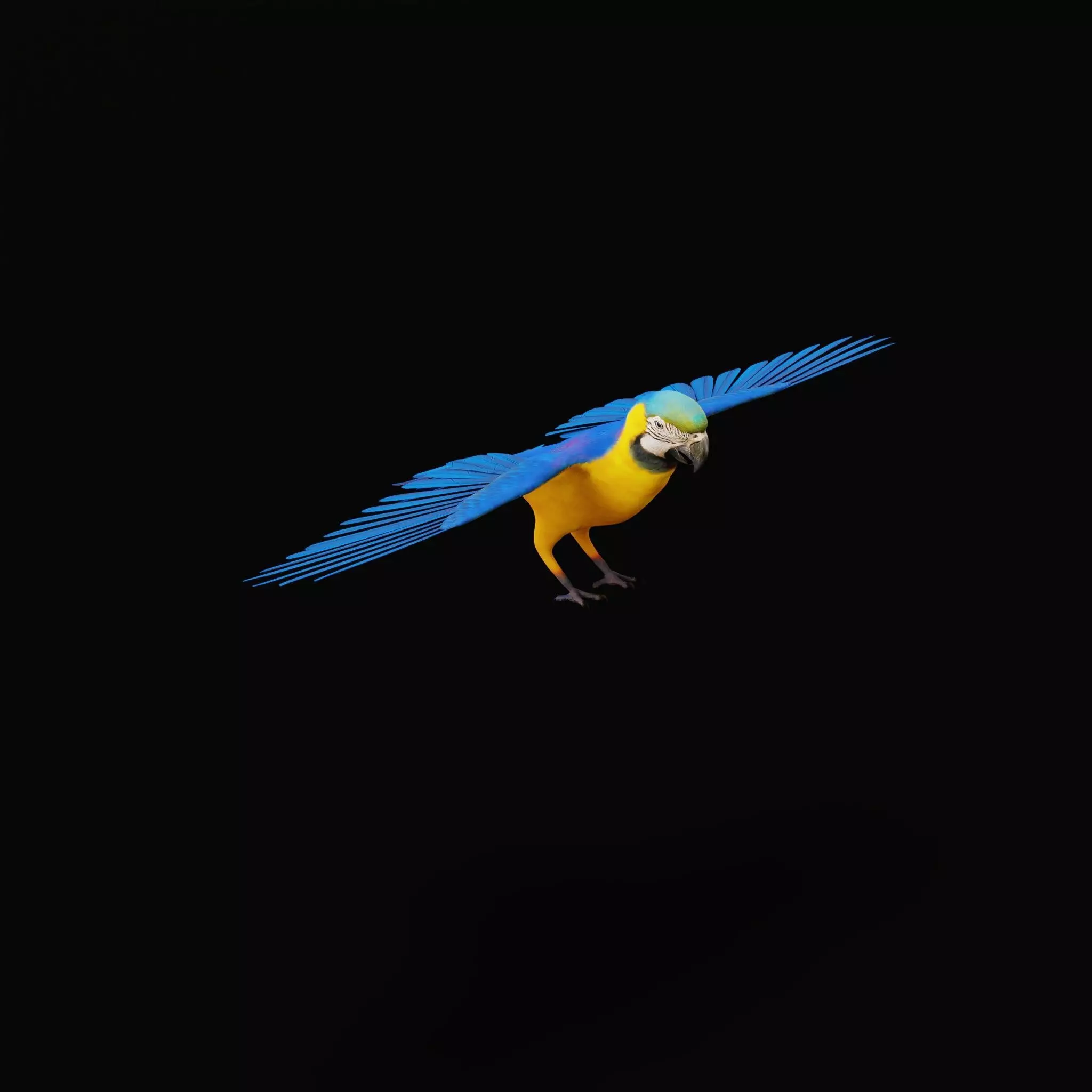 Macaw Ara Parrot Bird Low-poly 3D model_41