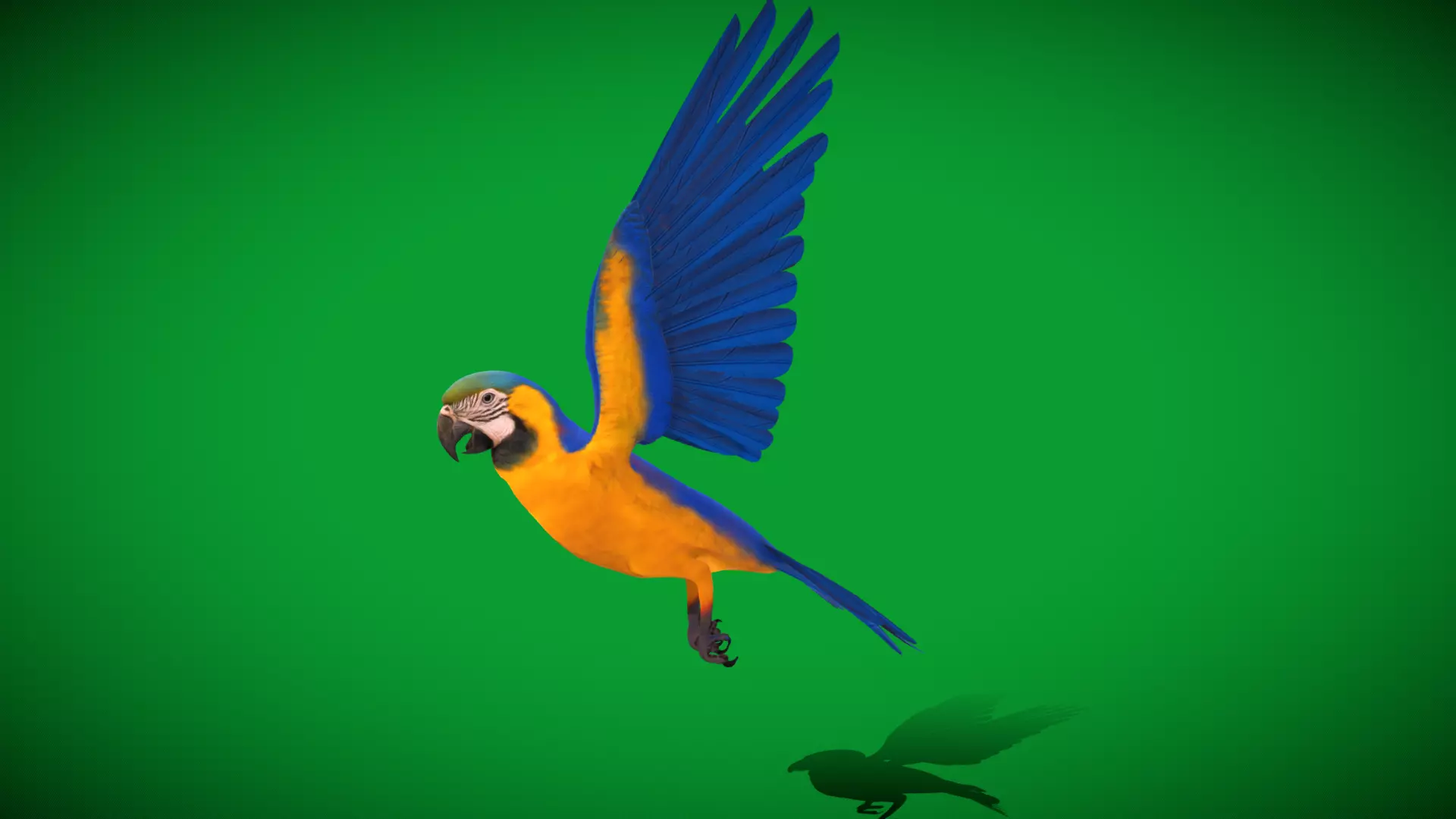 Macaw Ara Parrot Bird Low-poly 3D model_25