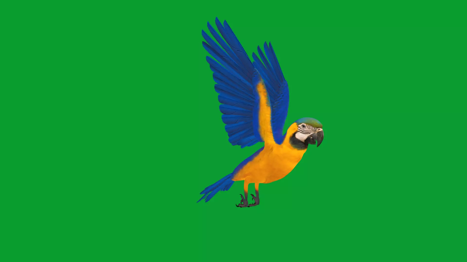 Macaw Ara Parrot Bird Low-poly 3D model_31