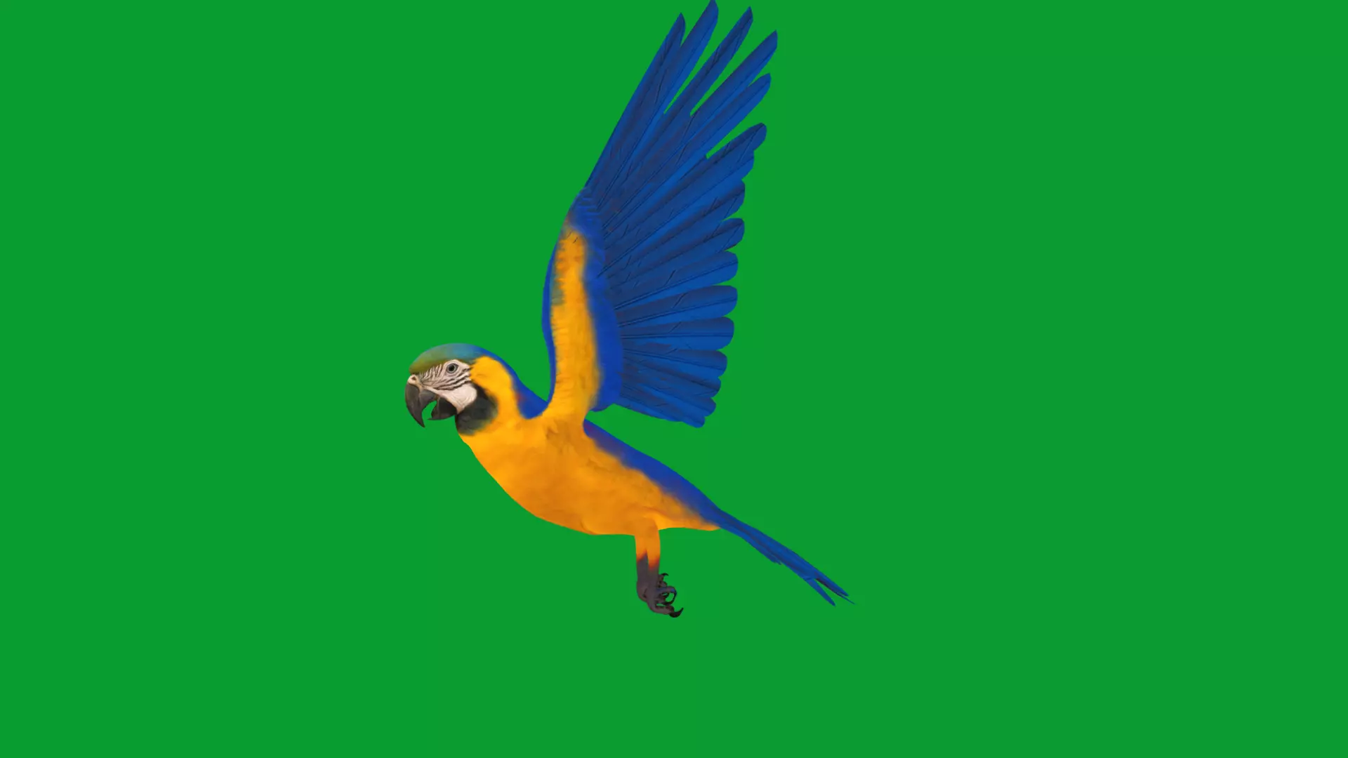 Macaw Ara Parrot Bird Low-poly 3D model_29