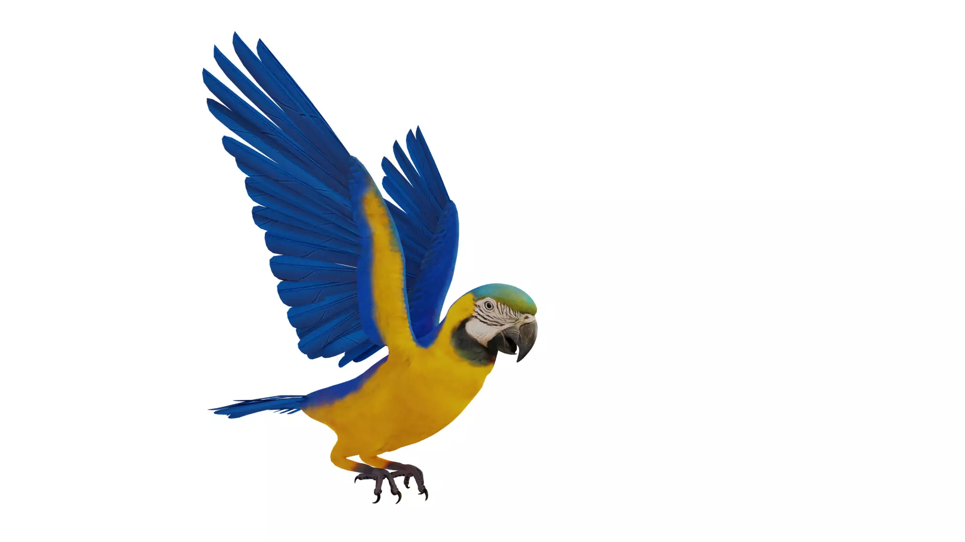 Macaw Ara Parrot Bird Low-poly 3D model_37