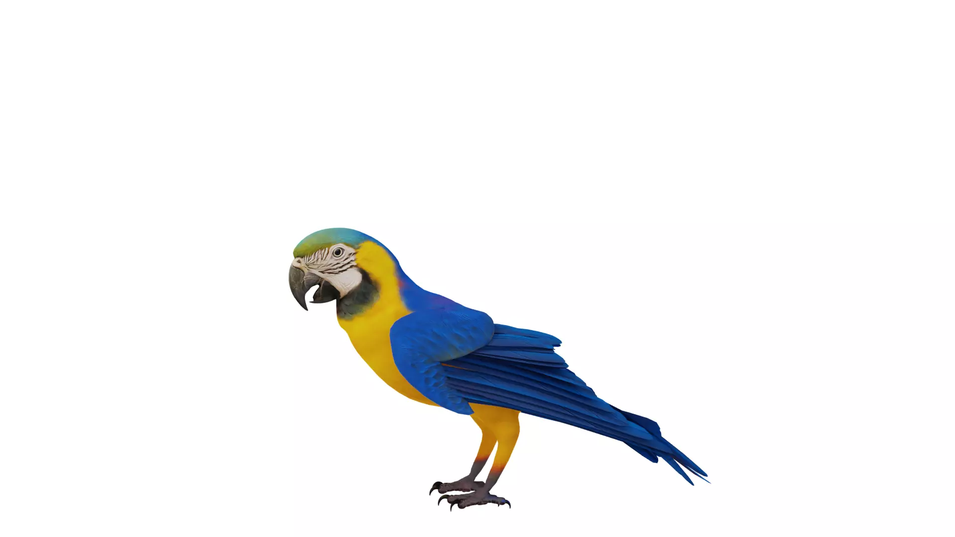 Macaw Ara Parrot Bird Low-poly 3D model_34