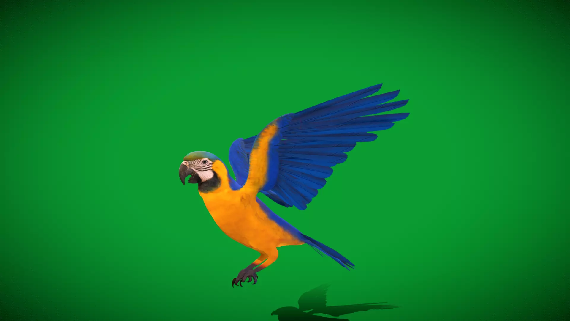 Macaw Ara Parrot Bird Low-poly 3D model_16