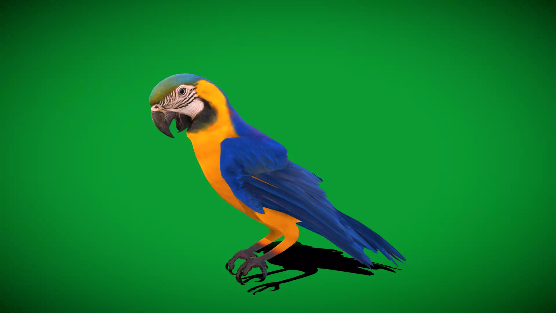 Macaw Ara Parrot Bird Low-poly 3D model_5