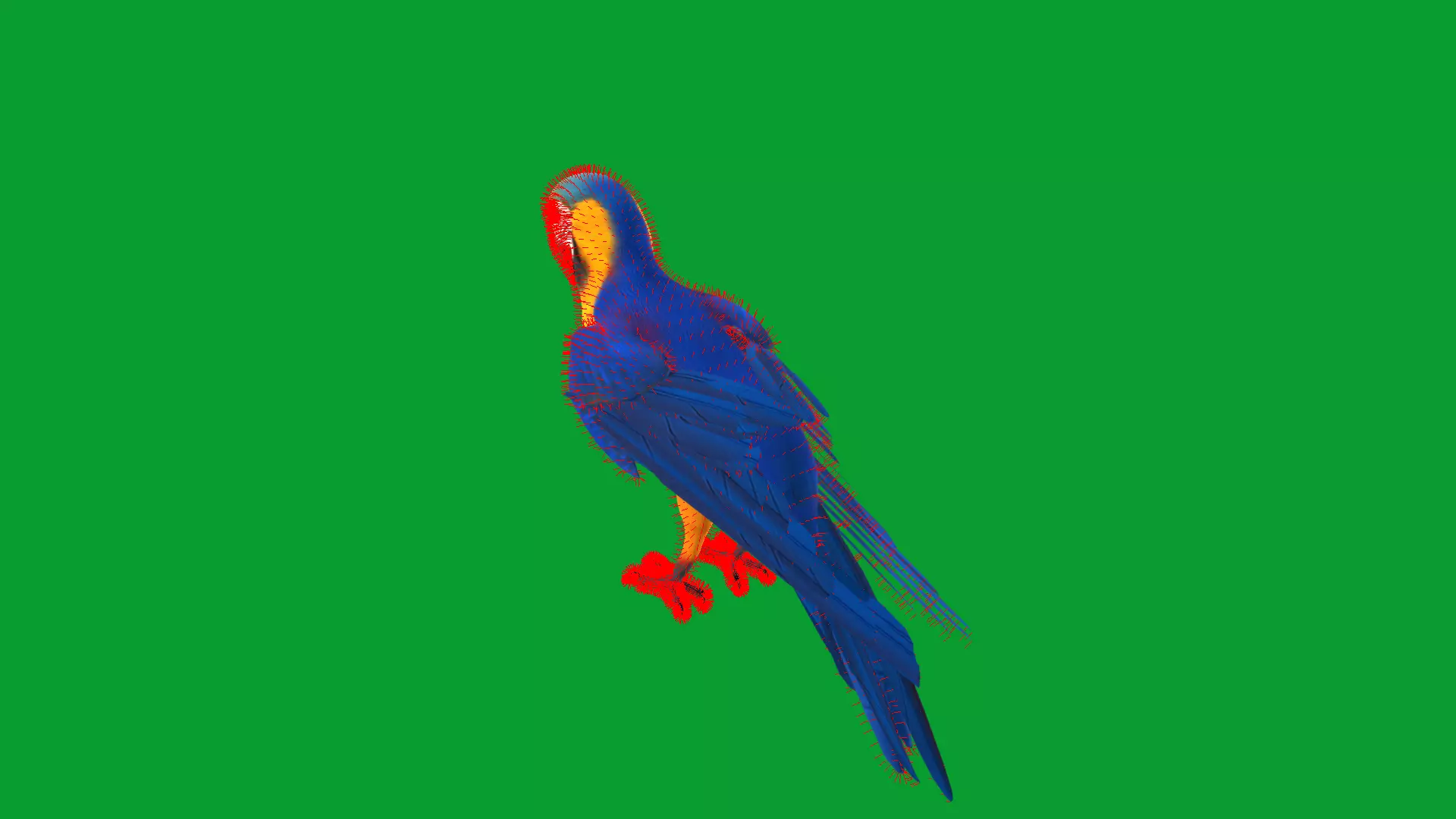Macaw Ara Parrot Bird Low-poly 3D model_14