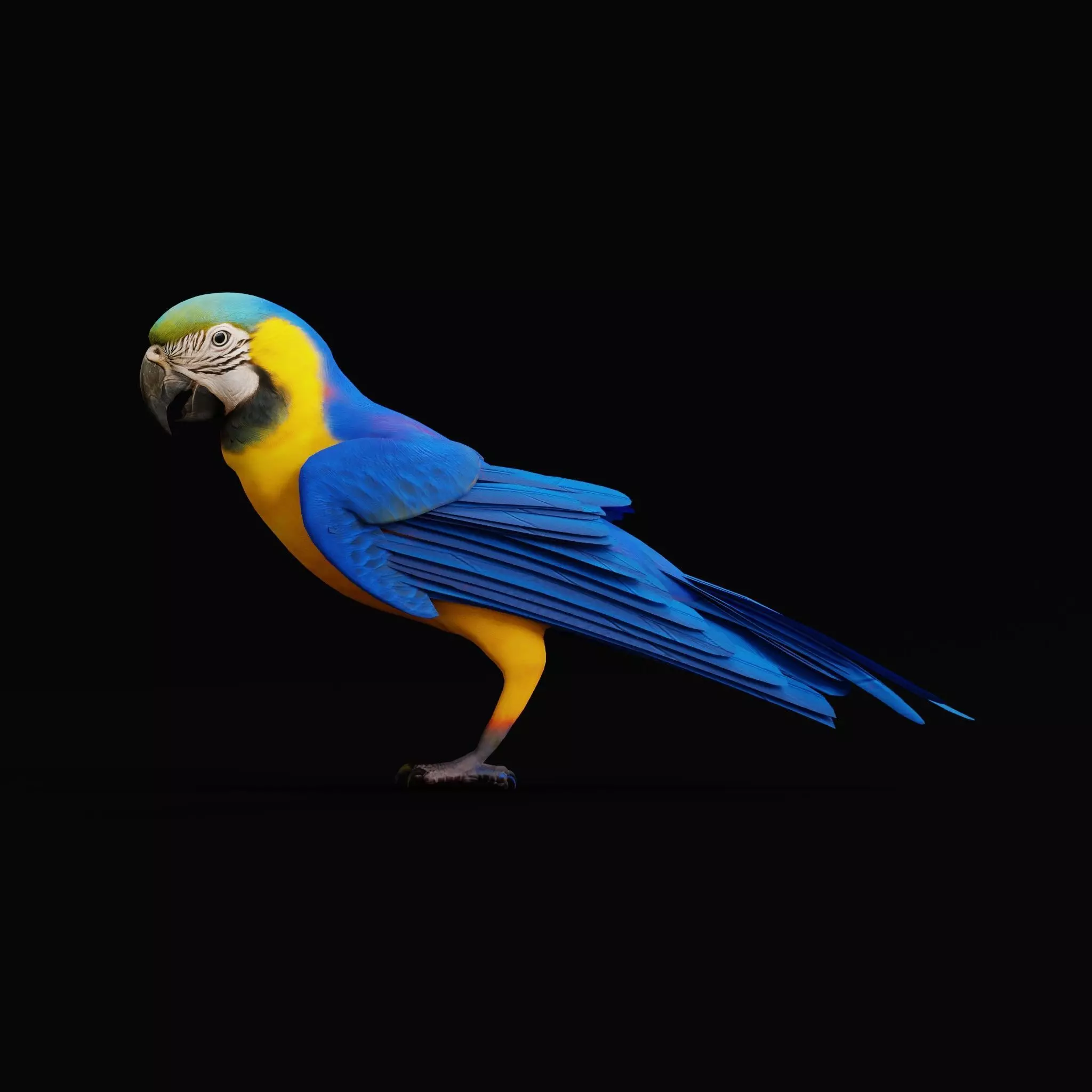 Macaw Ara Parrot Bird Low-poly 3D model_38