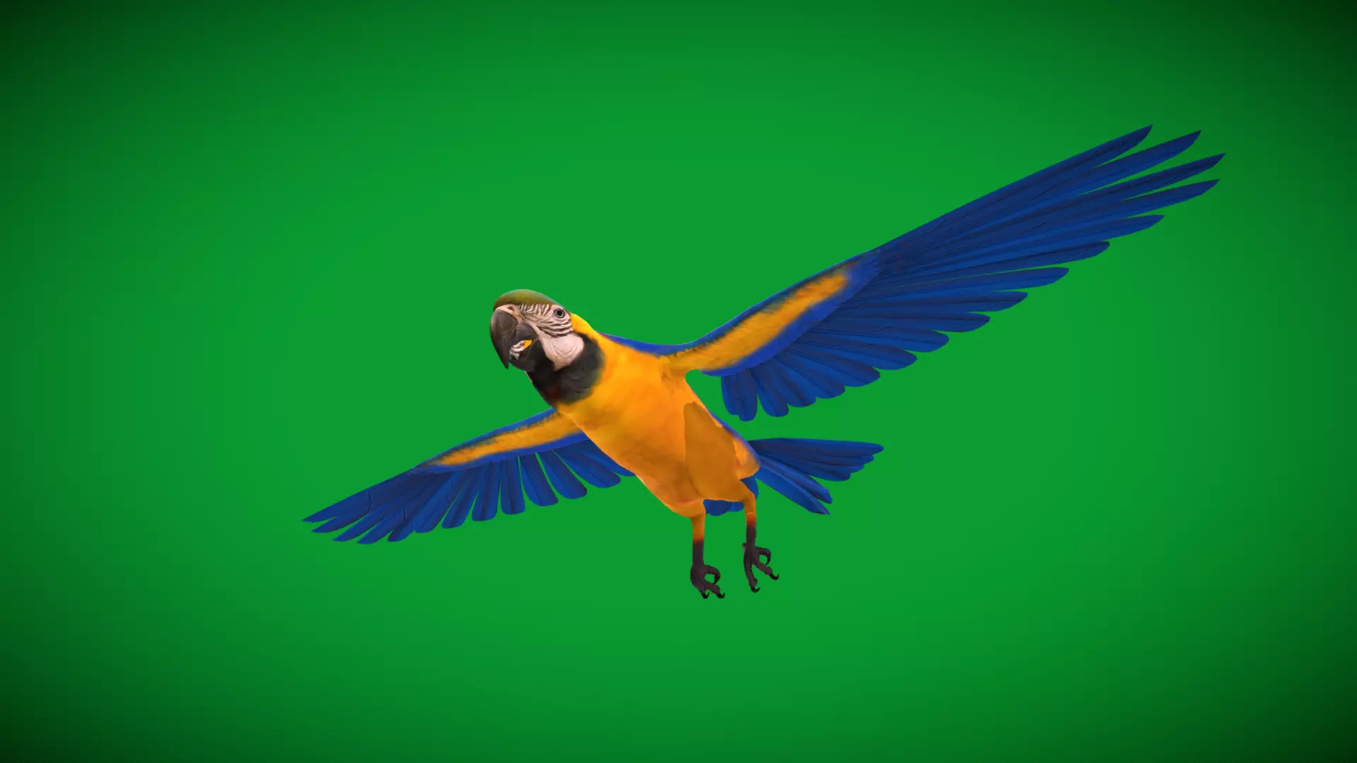 Macaw Ara Parrot Bird Low-poly 3D model_24