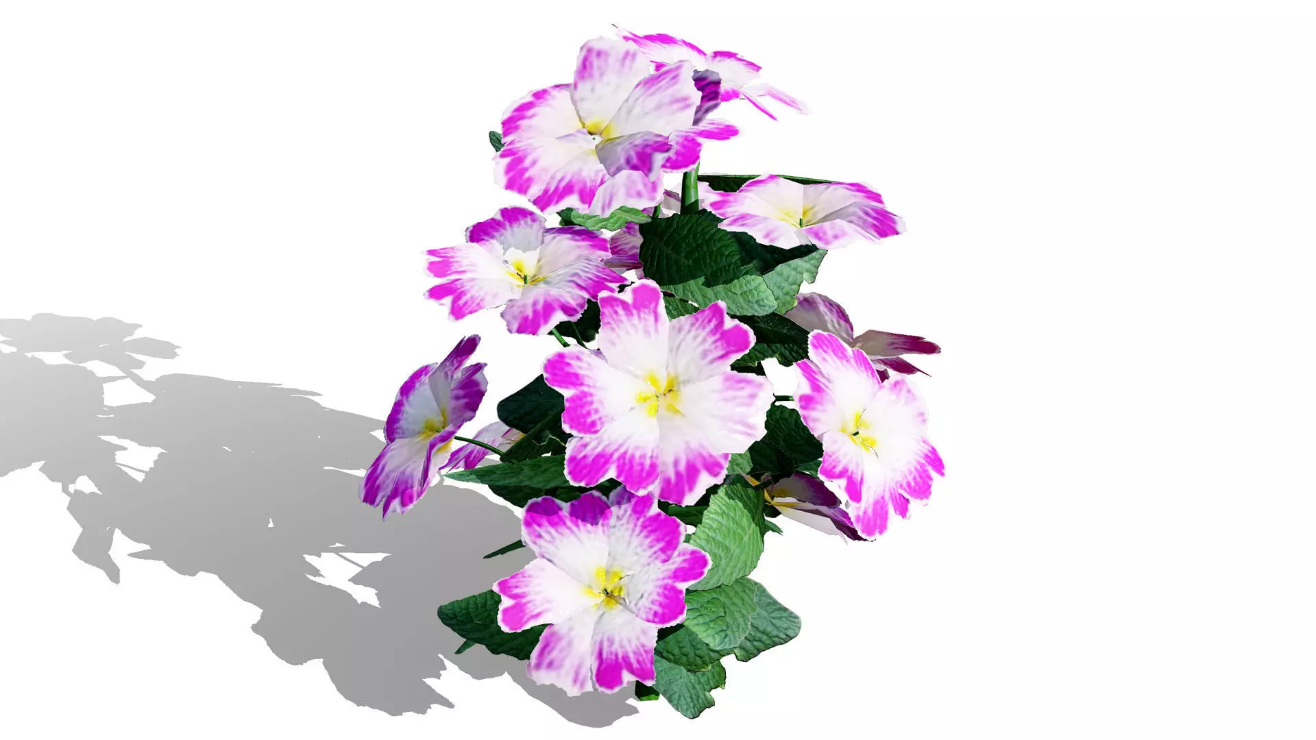 Primula vulgaris 3D Model Collection Low-poly 3D model_6