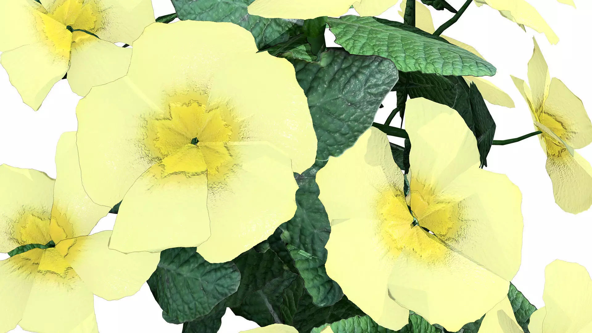 Primula vulgaris 3D Model Collection Low-poly 3D model_5