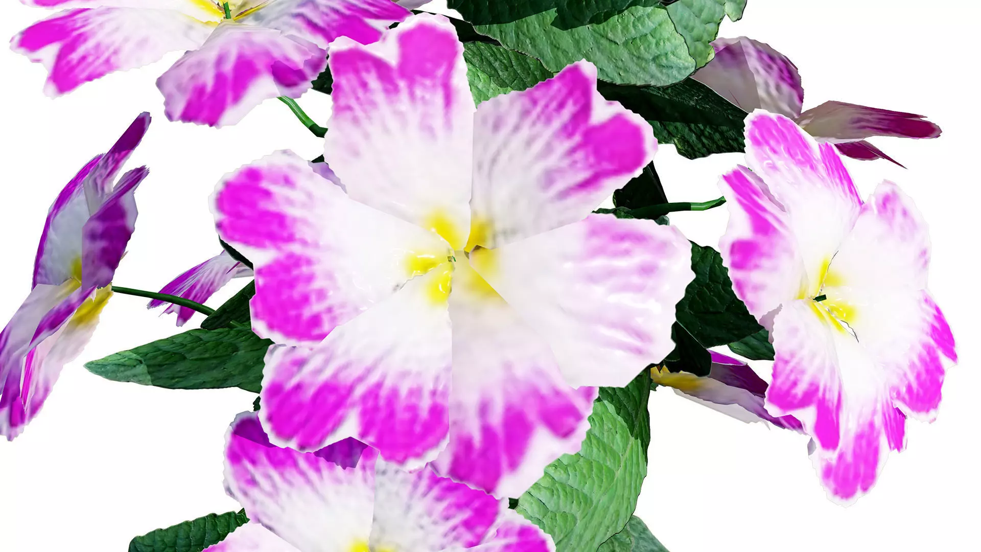 Primula vulgaris 3D Model Collection Low-poly 3D model_0