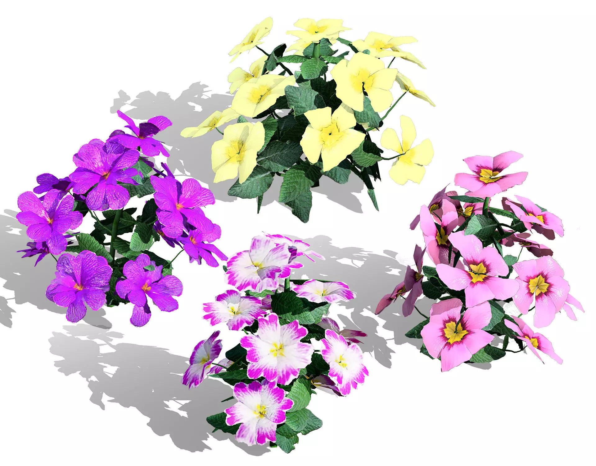 Primula vulgaris 3D Model Collection Low-poly 3D model_2