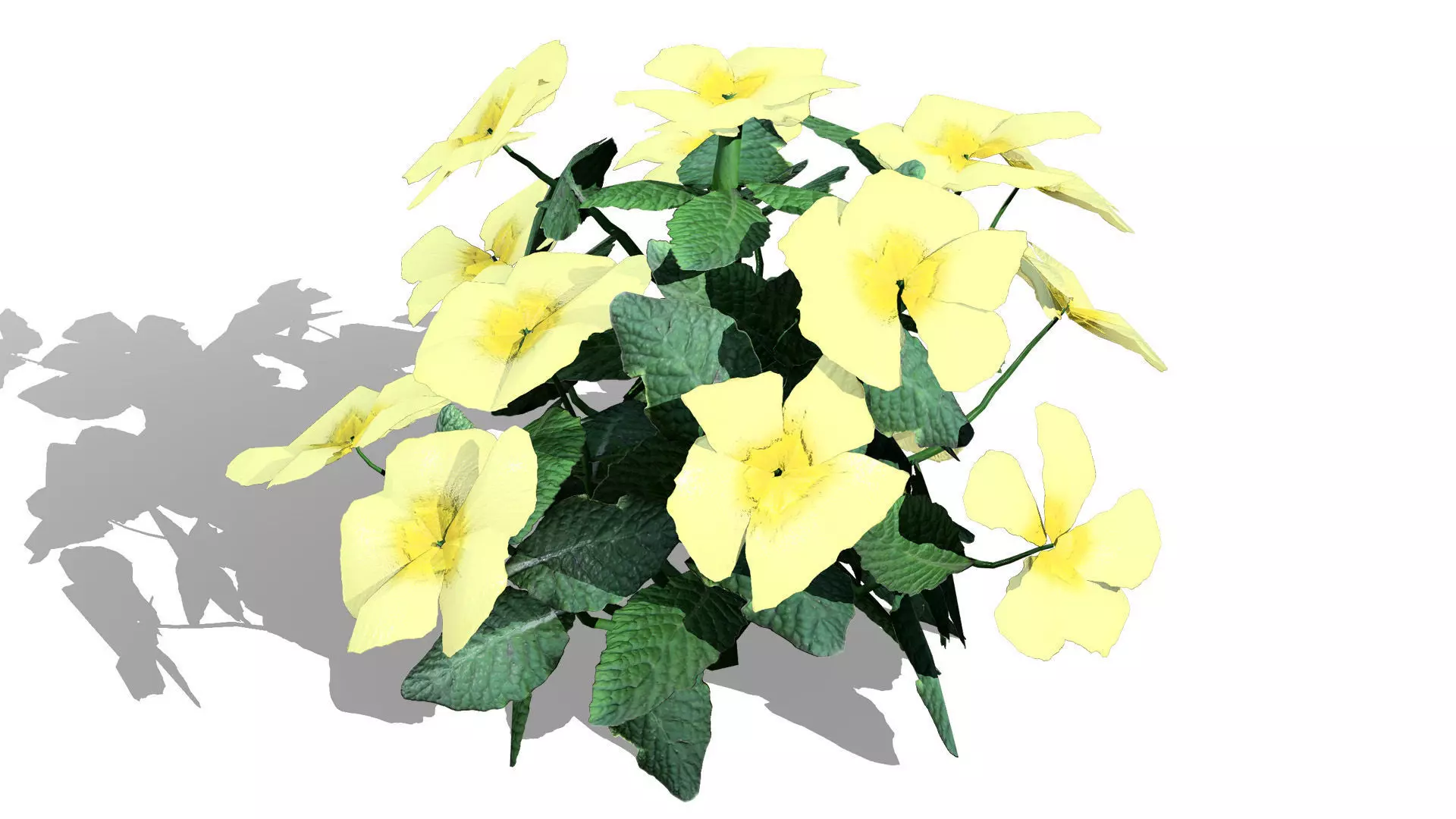 Primula vulgaris 3D Model Collection Low-poly 3D model_7