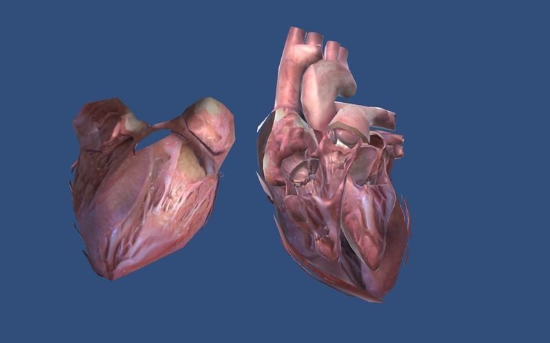 Animated Heart AR VR Unity 3dsmax Low-poly 3D model_6