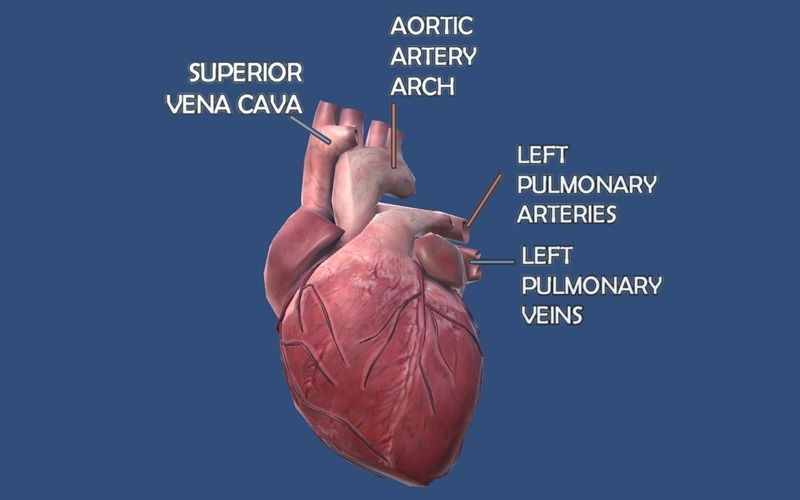 Animated Heart AR VR Unity 3dsmax Low-poly 3D model_3