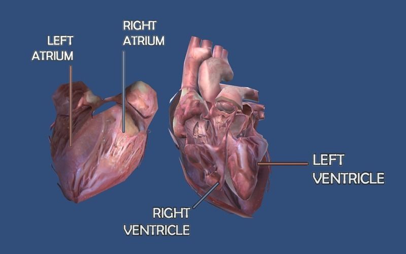 Animated Heart AR VR Unity 3dsmax Low-poly 3D model_4