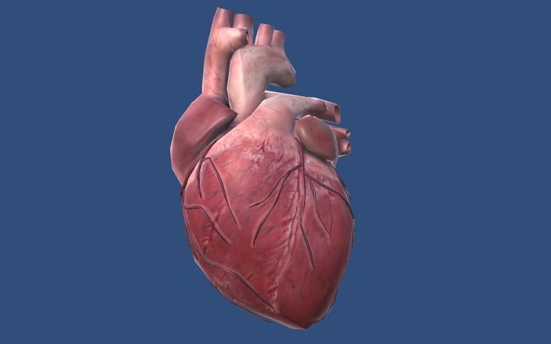 Animated Heart AR VR Unity 3dsmax Low-poly 3D model_5