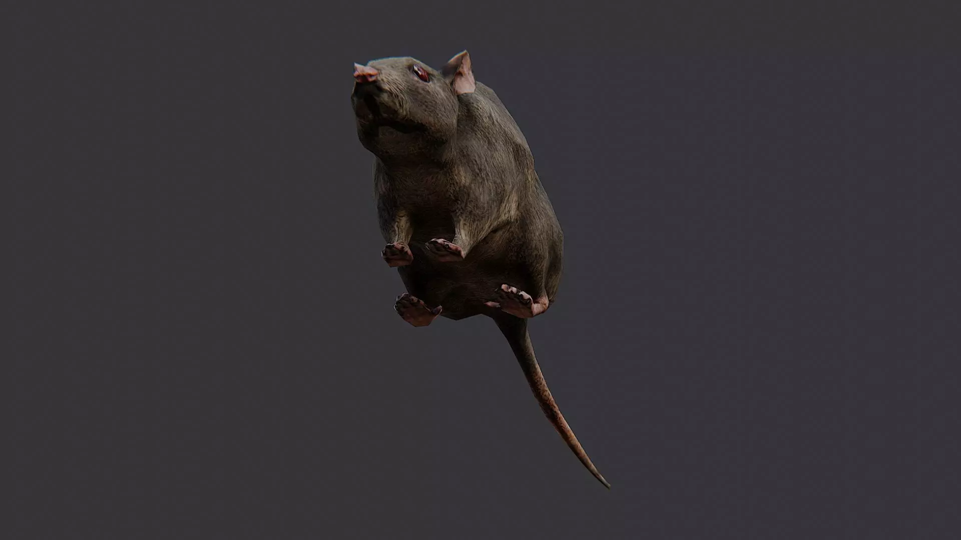 Zombie Rat Creature Asset Low-poly 3D model_5