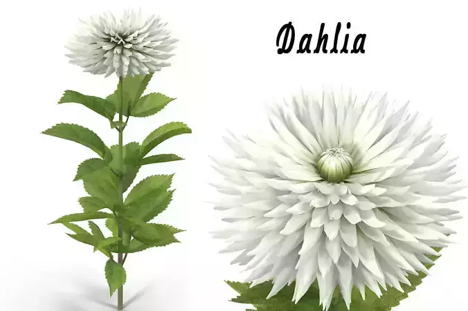  Dahlia white