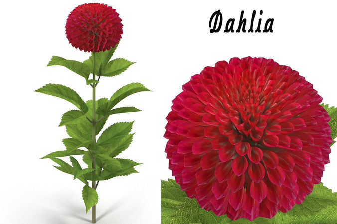  Dahlia red 3D model