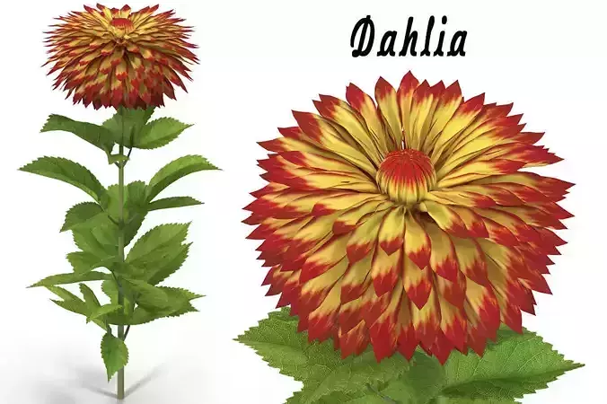 Dahlia orange 3D model