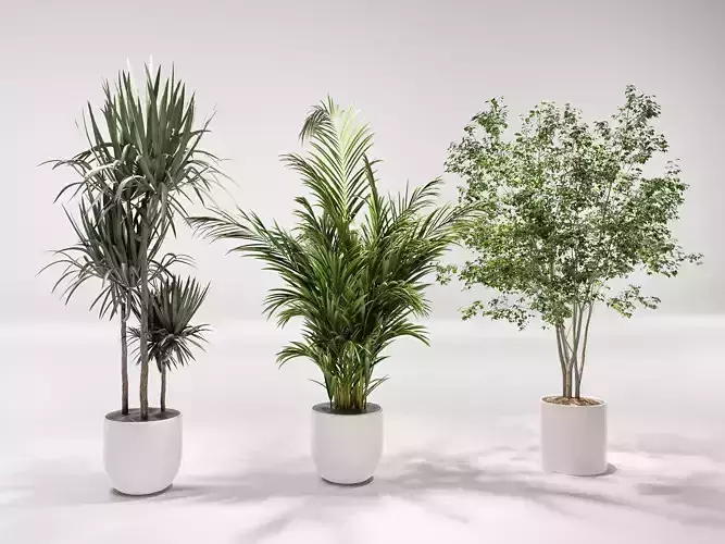 Tree Plant Flowerpot Potted plant