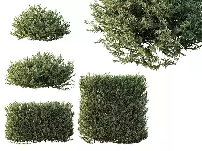 AV Gray Box Westringia Fruticosa Coastal Rosemary