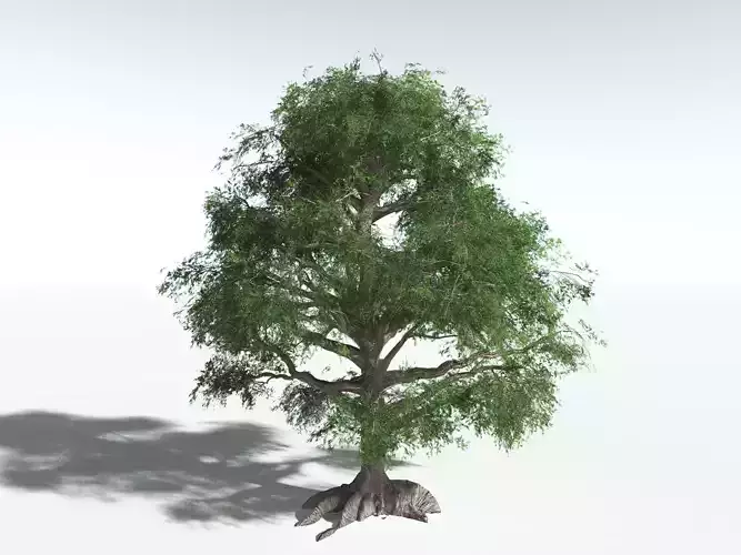EVERYPlant Spur Mahogany LowPoly Low-poly 3D model