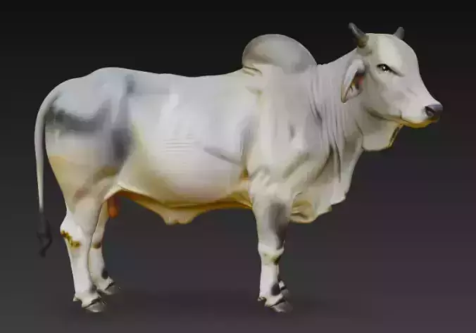 Brahman Bull 3D Model Low-poly 3D model