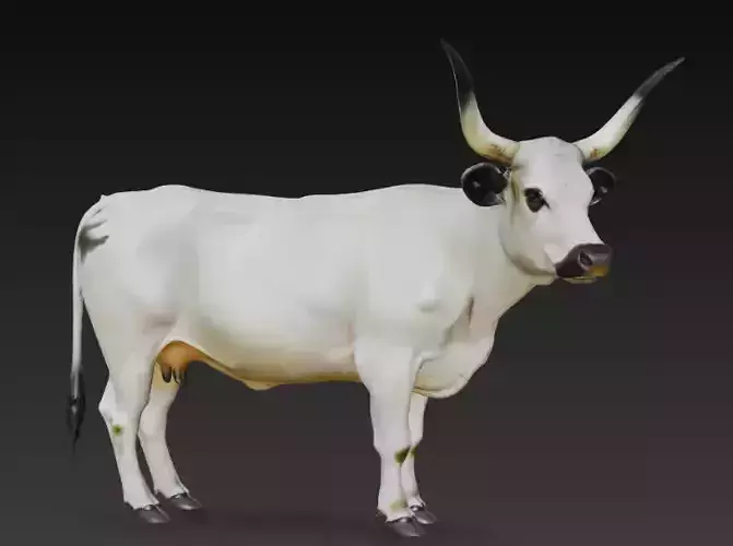White Park Cow Low-poly 3D model