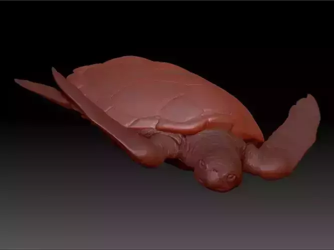 Zbrush HiPoly Turtle HD 3D model
