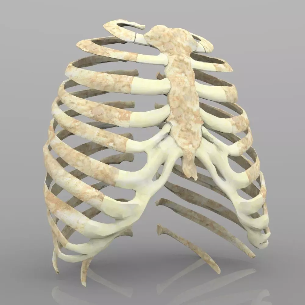 Rib Cage With Texture 3D model
