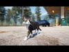 Cat Animset Pro Low-poly 3D model_3