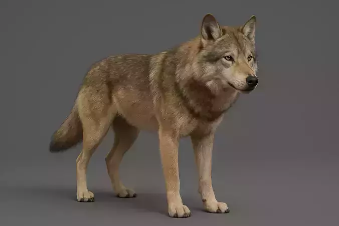 Realistic 3D Wolf  Rigged and Animated High-Detail Model