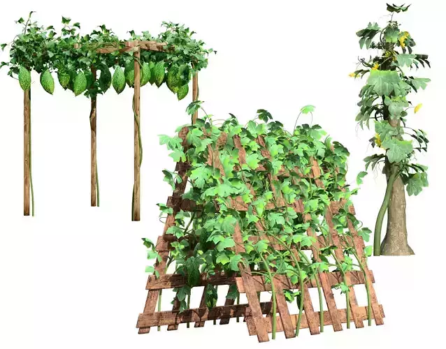 Bitter Gourd Plant Ivy Pack