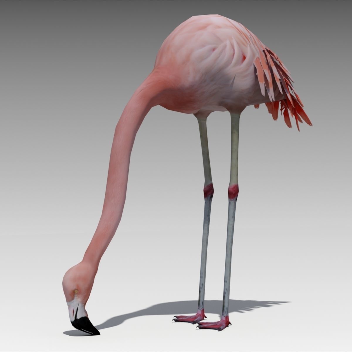 Flamingo Animated Low-poly 3D model_3