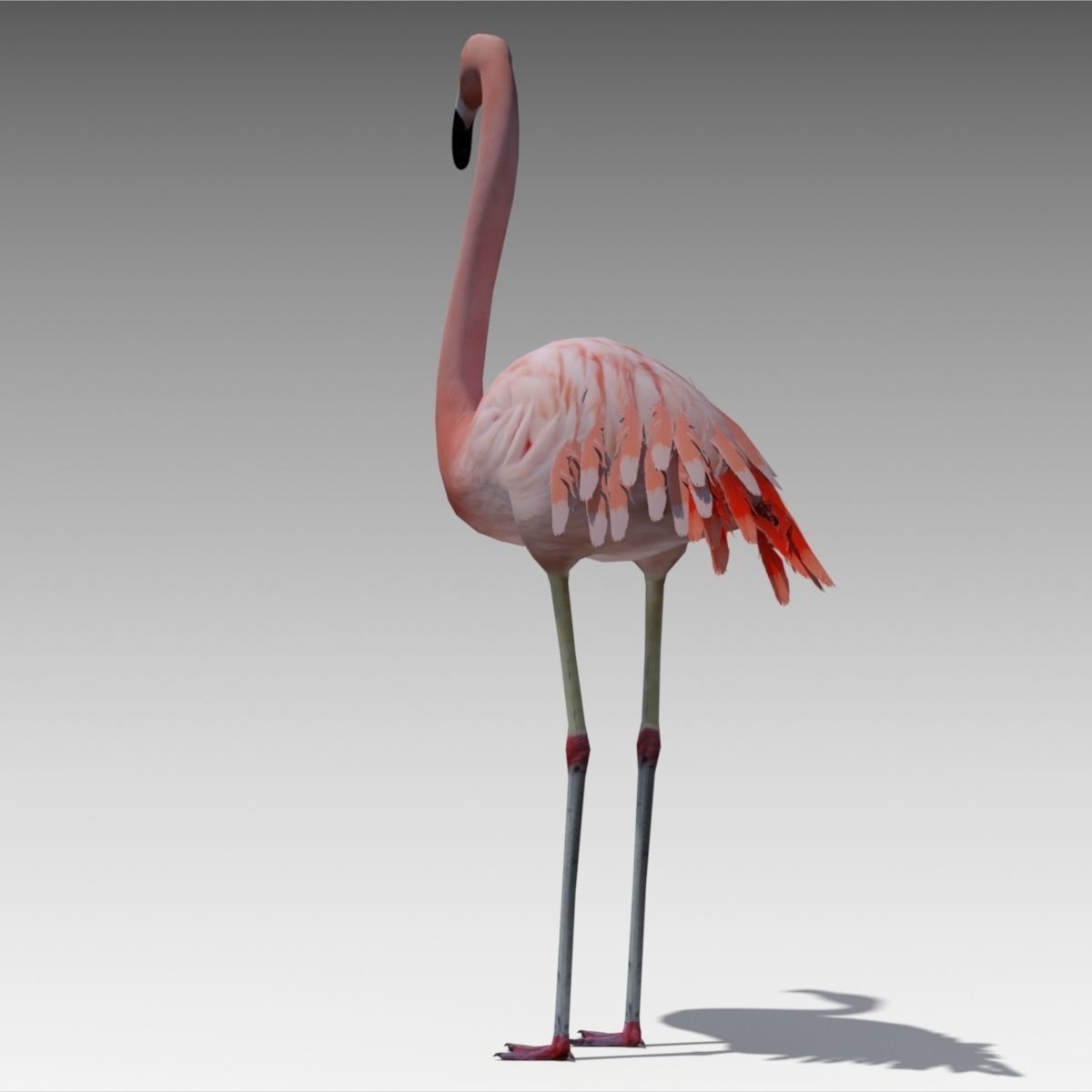 Flamingo Animated Low-poly 3D model_4