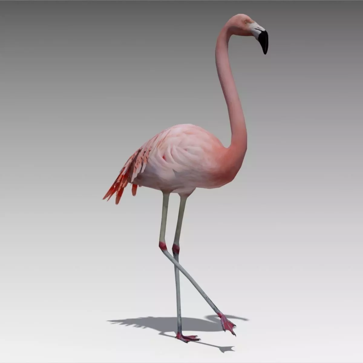 Flamingo Animated Low-poly 3D model_0