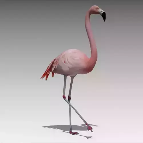 Flamingo Animated Low-poly 3D model