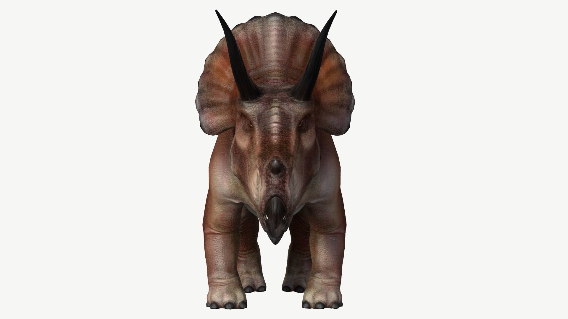 Triceratops dinosaur Low-poly 3D model_9