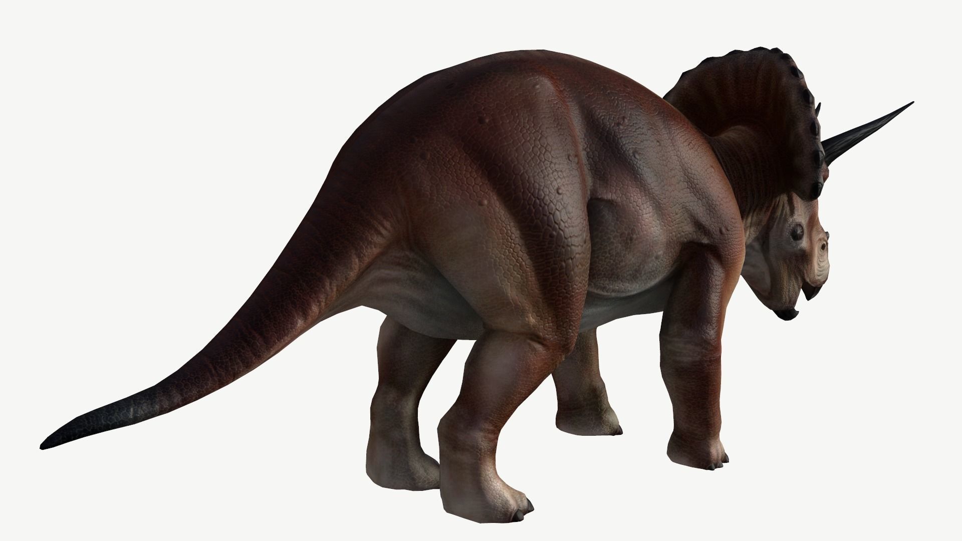 Triceratops dinosaur Low-poly 3D model_5