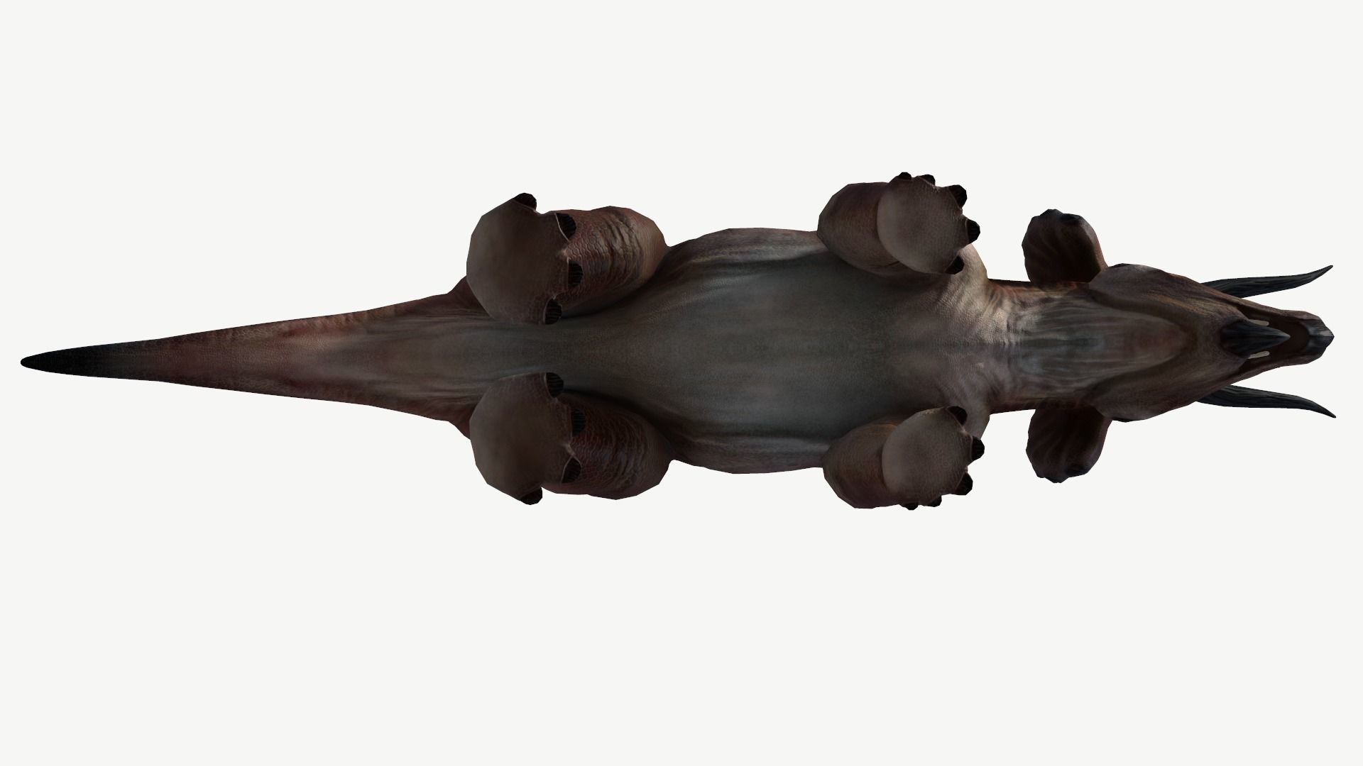 Triceratops dinosaur Low-poly 3D model_11